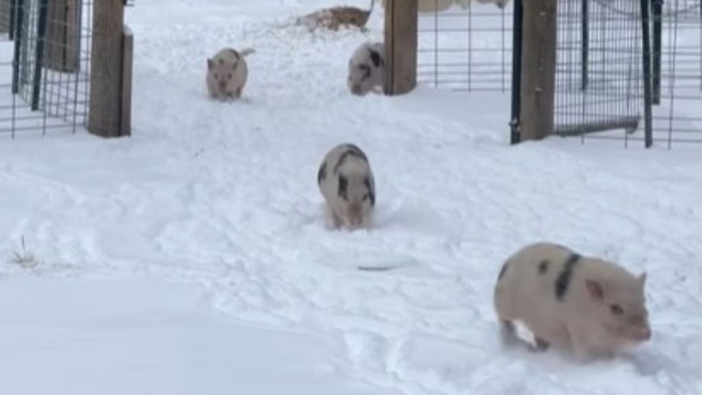 Image shows four pigs romping in their first snow.