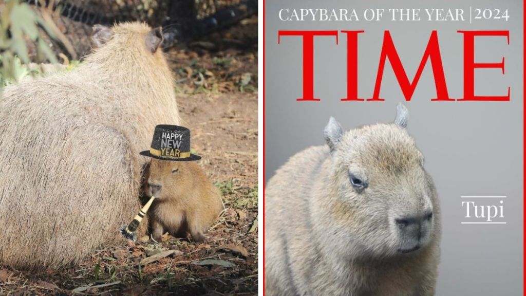 Left image shows Tupi Capybara being a New Year ambassador to usher in 2025. Right image shows a mock Time Magazine cover with Tupi winning the Capybara of the Year award.