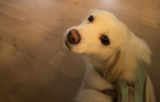 Image shows a golden retriever foster dog looking up at his rescuer with uncertainty.