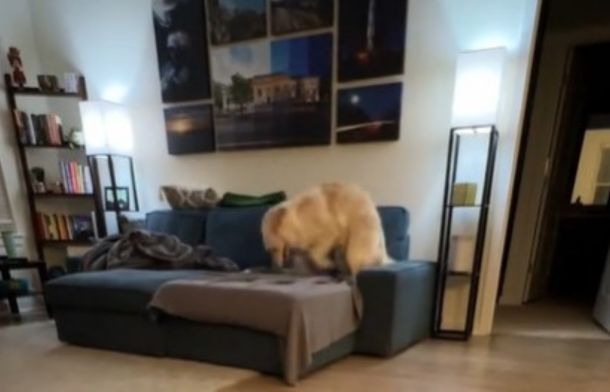 Image shows Nacho, the golden retriever, pawing at the couch as he waits to be introduced to his new foster brother.