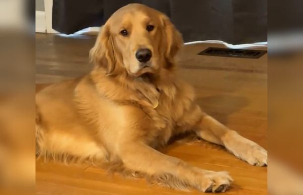 Image shows a golden retriever sitting proudly after defeating a Roomba in a head-to-head match up.