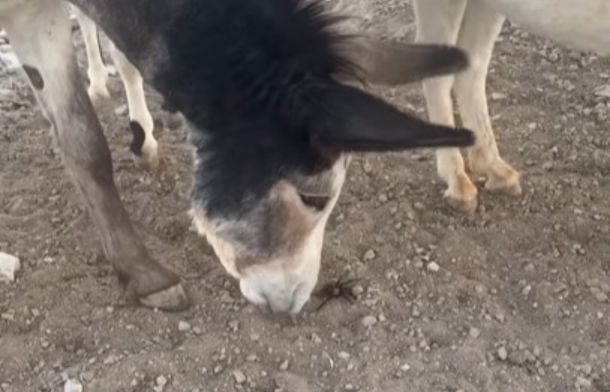Dexter the donkey misbehaving by chasing a huge bug and trying to eat it.