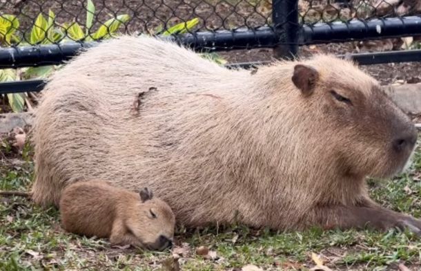 Tupi napping next to his mom. In the video, his little ear is wiggling.