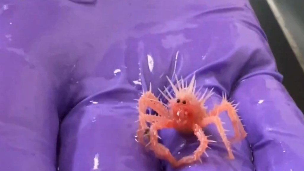 Close up of a tiny baby king crab resting on someone's fingers. The baby crab has very spiky