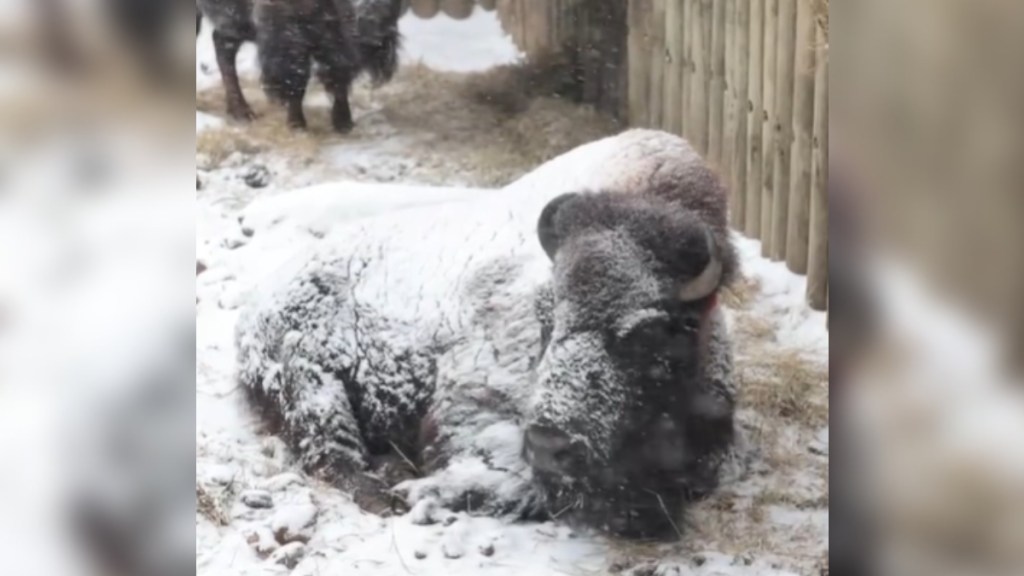 A large bison sits on snow covered ground. The bison himself is also covered in snow. He looks relaxed. Another bison stands nearby at a distance
