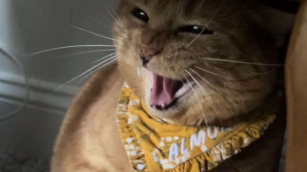 A cat hissing at someone from underneath a piece of furniture.