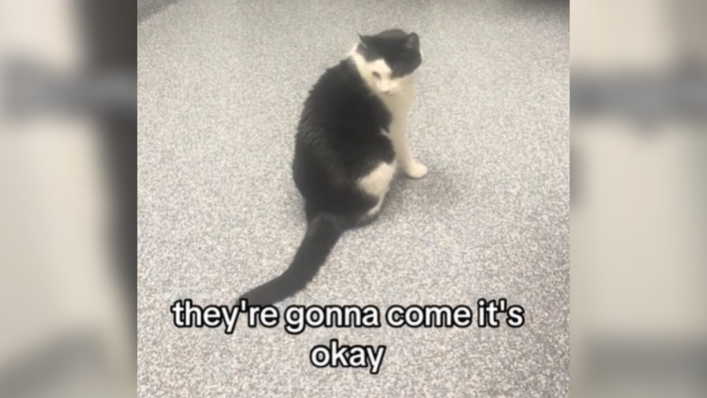 Close up of a black-and-white cat sitting on the floor at the vet. He looks down, sadly. Text on the image reads: they're gonna come it's okay