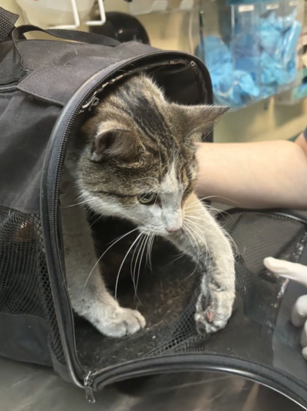 A cat starts to exit a carrier, one paw raised because it has been burned. Someone stands nearby, reaching out to help the cat