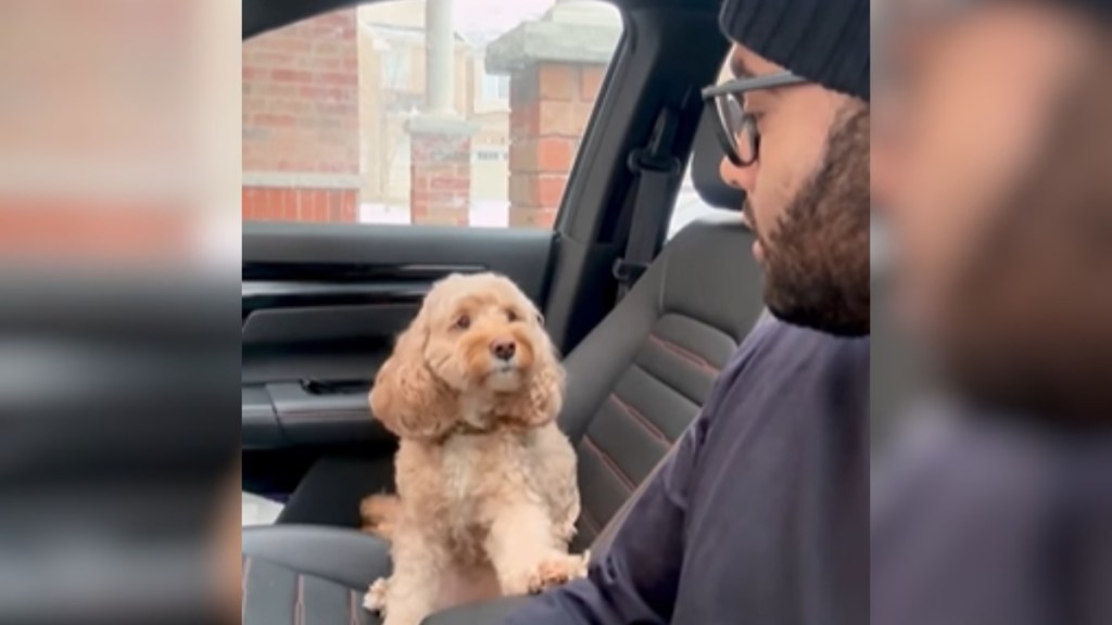 A man sits in a car, looking over at his dog. The dog sits in the passenger seat, facing the man. The dog has one paw placed on the man's arm rest.