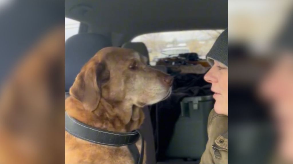 A woman and her dog looking at one another while sitting in the car together.