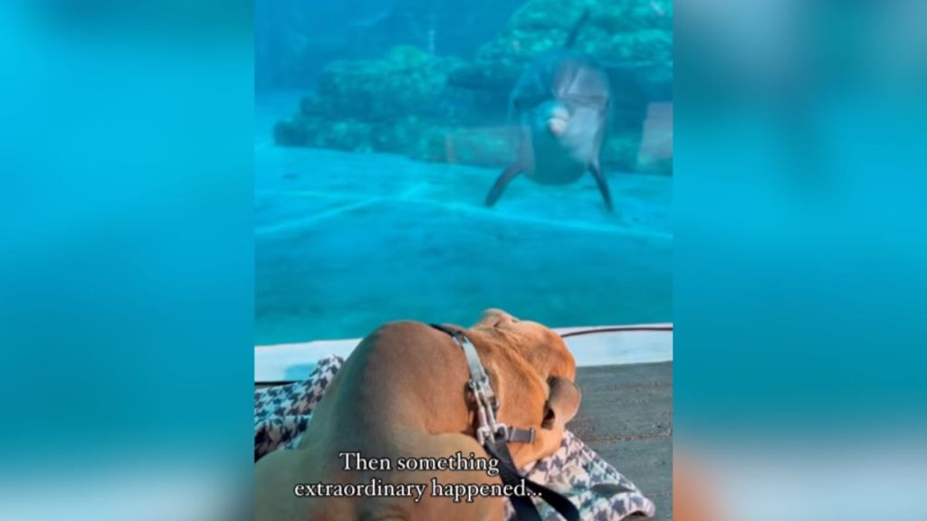 A dolphin looking at a dog through the aquarium glass.