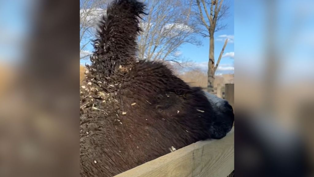 A fluffy baby donkey peering over the top of a fence.