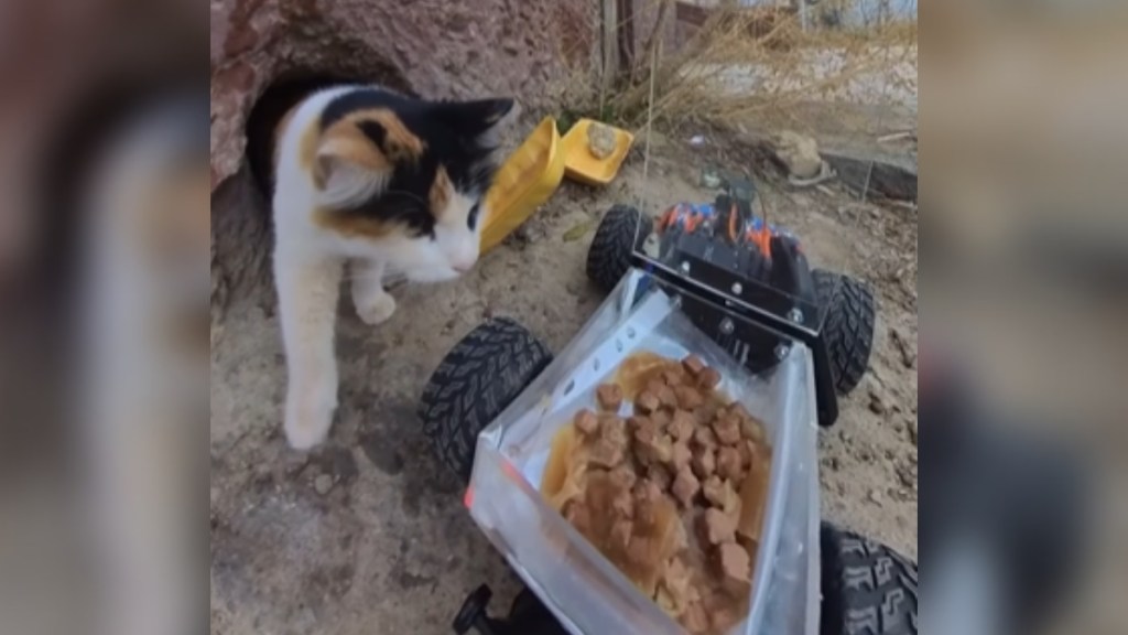 A cat with white, black, and orange/brown fur steps out of a hole in a wall. The cat is slowly approaching a remote control car with cat food in a container on the back of it