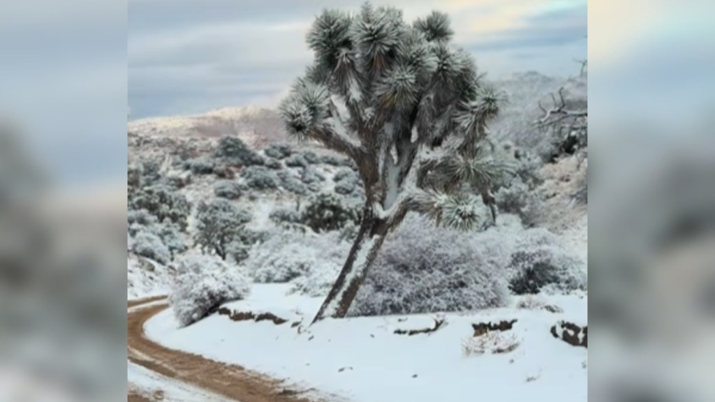 View of a path in Joshua Tree National Park. There's snow covering the ground, other than the walkway. There's also snow on the surrounding trees and other greenery