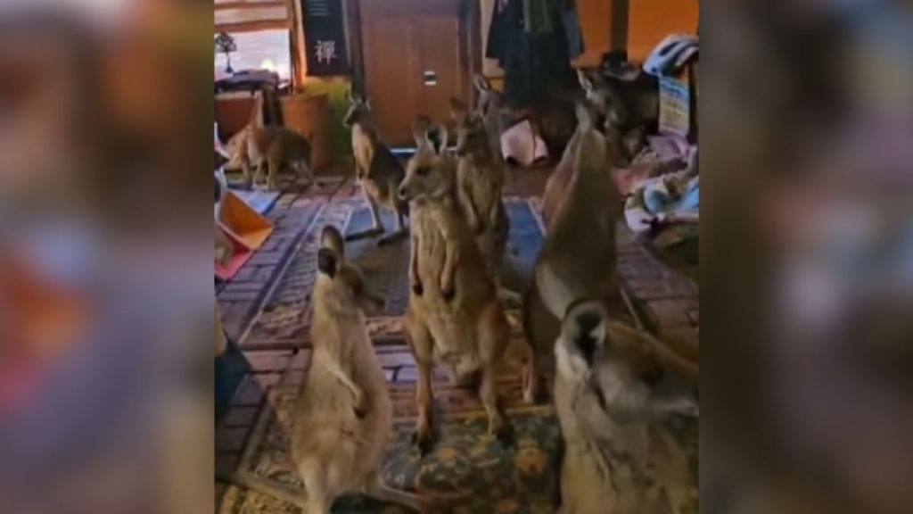 A group of kangaroos inside a person's home.