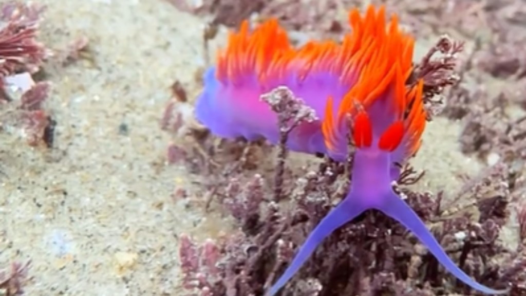 Close up of a bright Spanish shawl sea slug