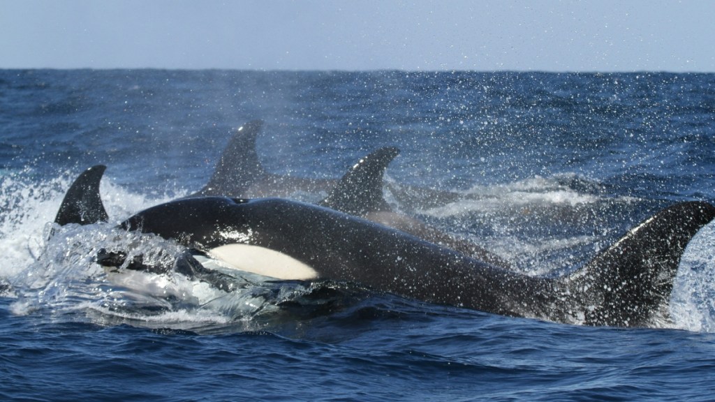 A pod of orcas swim around in the open water