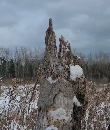 A screech owl completely blending in with a tree stump.