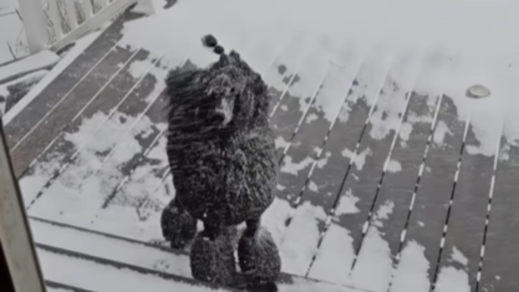 A black poodle stands outside on a snow-covered deck. Wind blows. The poodle has snow all over her. She stares right at the person capturing this moment on camera