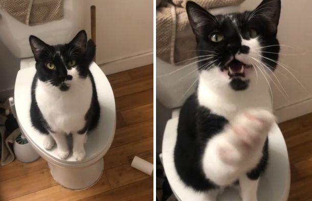 Left image shows Frankie the cat sitting on a toilet, blantantly ignoring his brother playing hide and seek. Right image shows Frankie reaching a paw up to his owner.