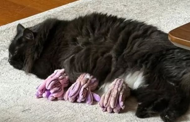 Image shows Mia taking a nap while her "babies" nurse.