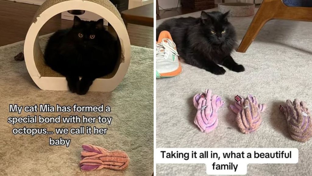 Mia the cat treats her toy octopi like they are kittens.