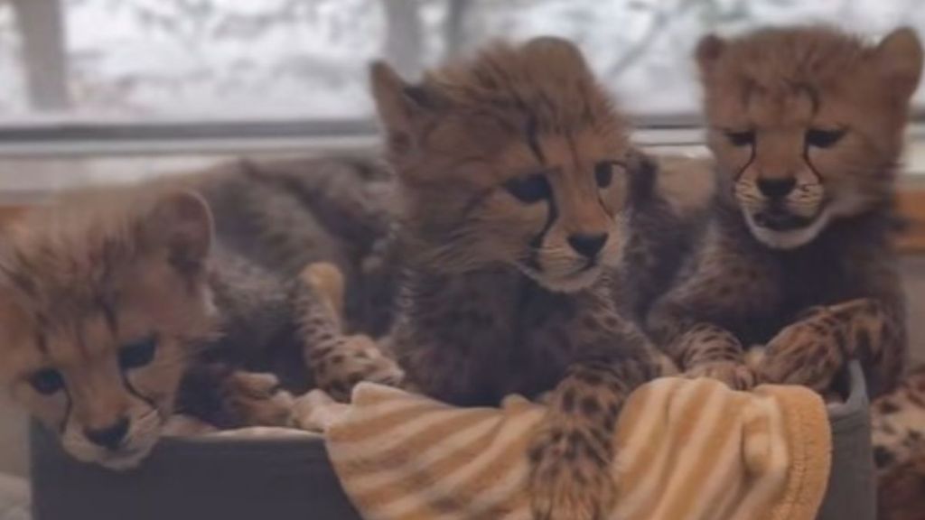 Cheetah cubs, Zola, Kiara, and Lulu resting before another round of good trouble.
