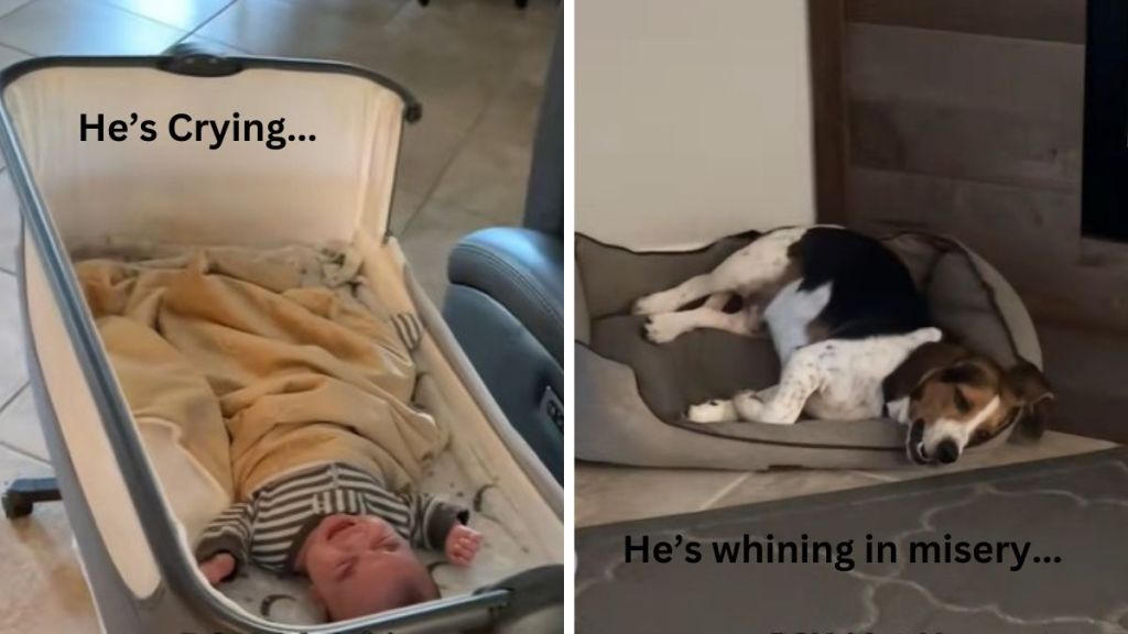 Left image shows a baby crying. Right image shows a dog whining.