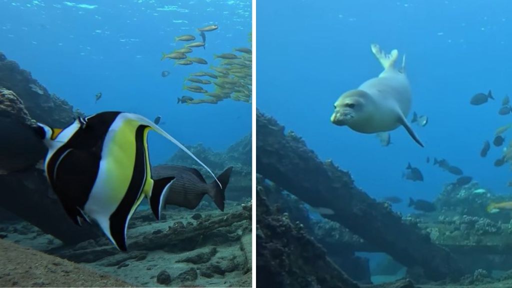 Left image shows a Moorish Idol fish. Right image shows a Hawaiian Monk seal. Both images were captured with a GoPro left unattended on a reef.