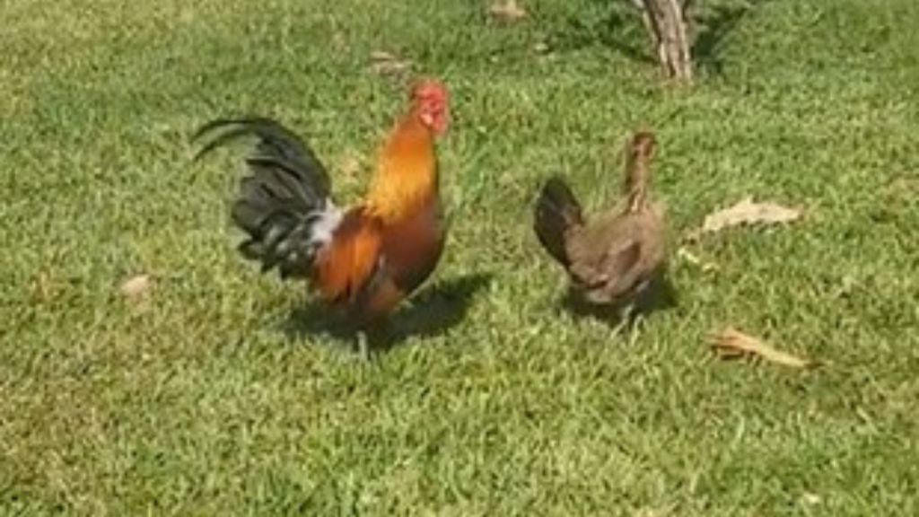 Image shows a rooster and a hen on a Key West lawn after the mail carrier evicted them from a mailbox.