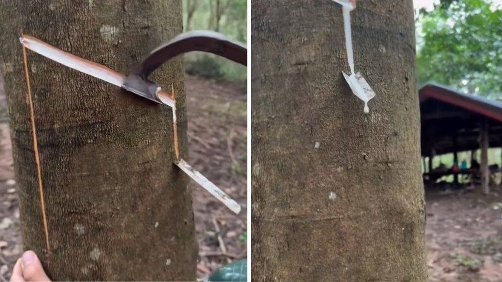 Left image shows the cuts in a rubber tree to harvest latex. Right image shows sap dripping off the end of a tap.