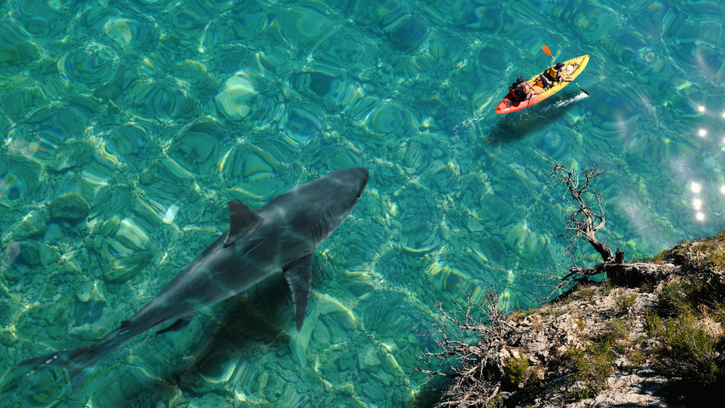 Kayaker Shark