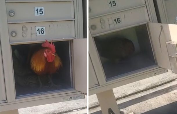 Images show a rooster (left) and a hen (right) hanging out in a mail box along a mail route in Key West, Florida.