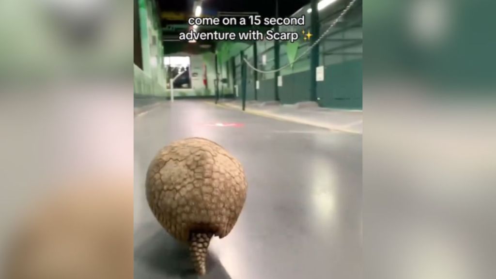 An armadillo walking down the hallway.