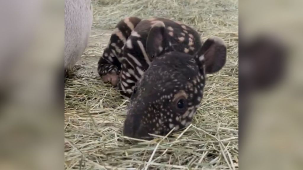 A Malayan tapir calf curled up on the ground.