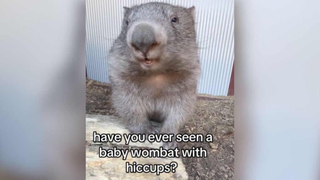 A baby wombat with a text overlay reading, "Have you ever seen a baby wombat with hiccups?"