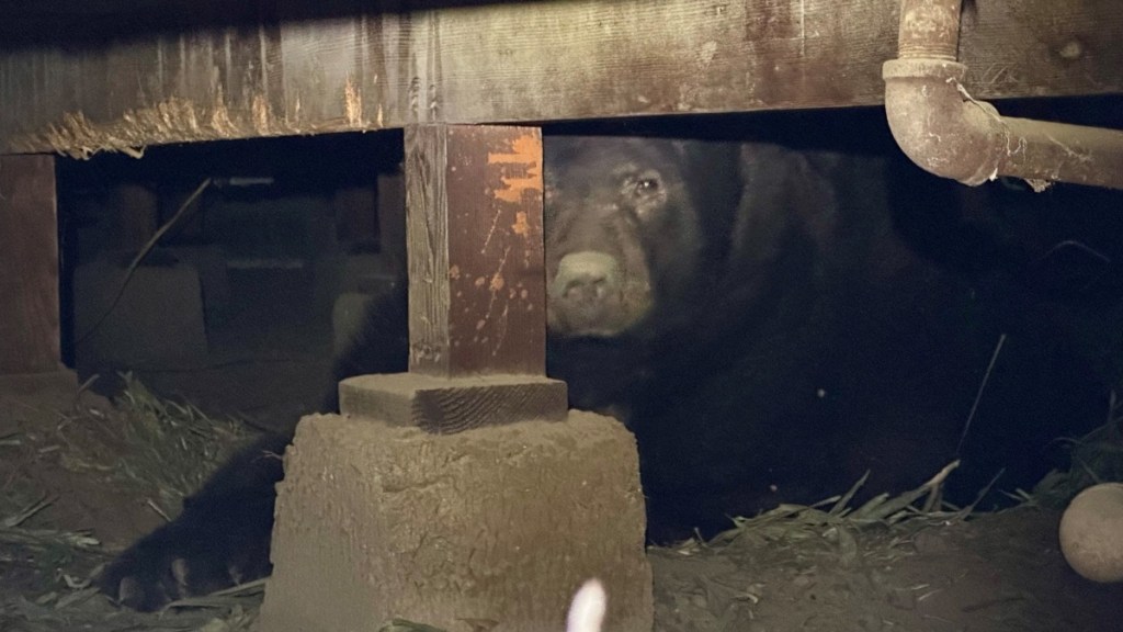 A large bear rests in the crawl space of a home, partially in a shaded area. A light shines partially on his face, making this part of him more visible