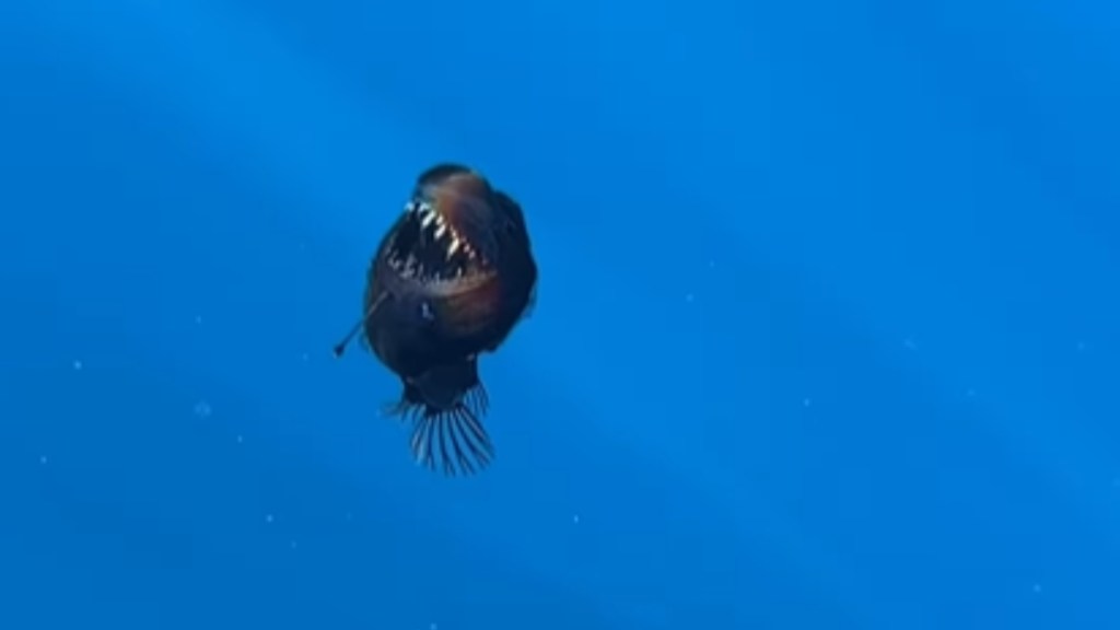 View from a distance of a Black seadevil anglerfish as they swim upward