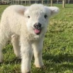 Close up of a tiny lamb standing in a grassy area. The lamb is looking at the camera, mouth open wide