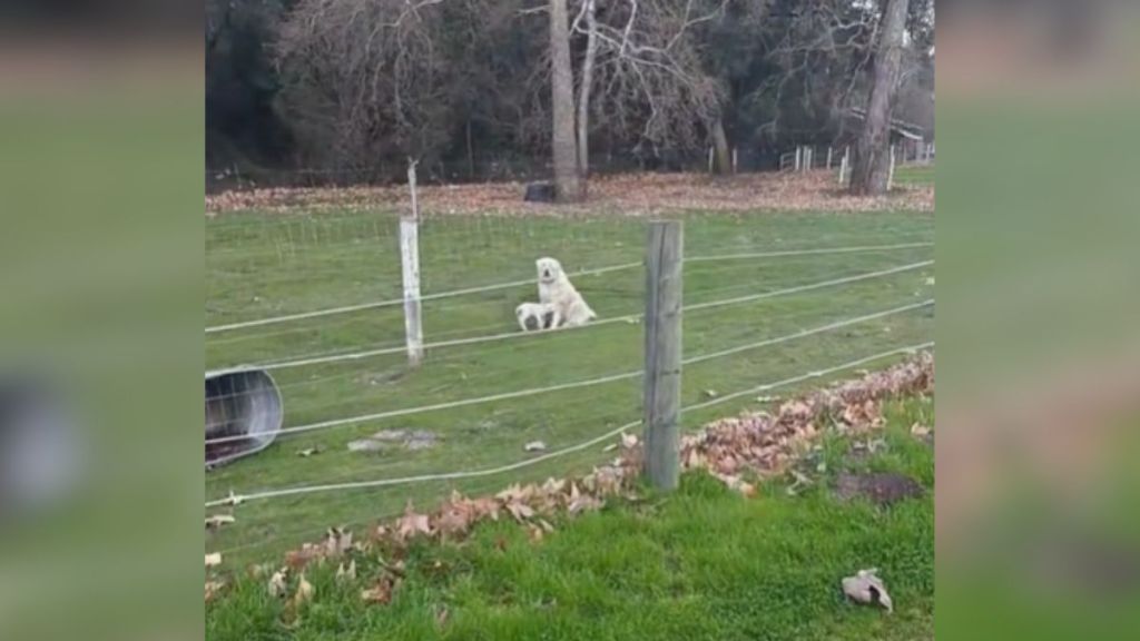 A white dog in the grass with a baby lamb.