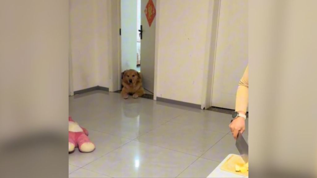 A golden retriever lying down in the doorway.