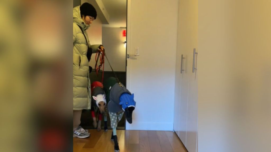A woman entering her home with two greyhounds in winter outfits.