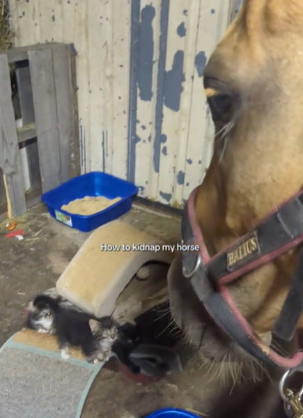 A horse looking at a group of tiny kittens.