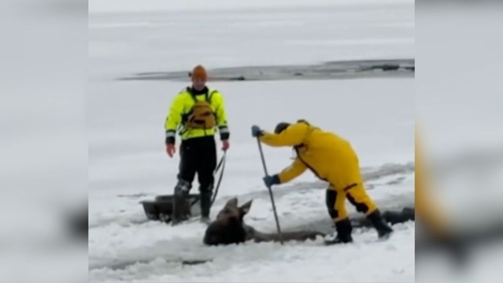 A rescue team freeing a moose from a frozen lake.