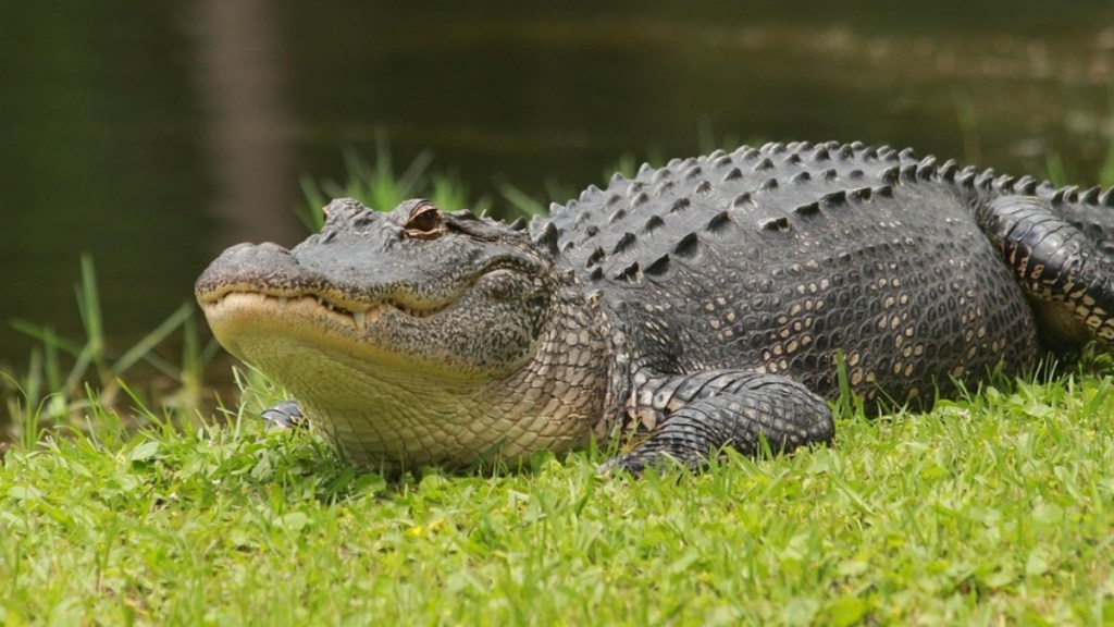 Close up of an alligator lounging on grass next to water