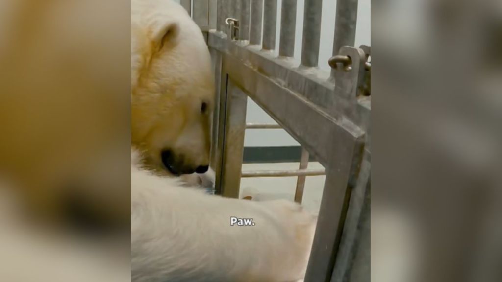 A polar bear reaching through an opening in his cage with his paw.