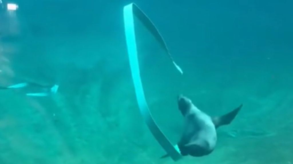 A sea lion swimming in the water with a long ribbon.