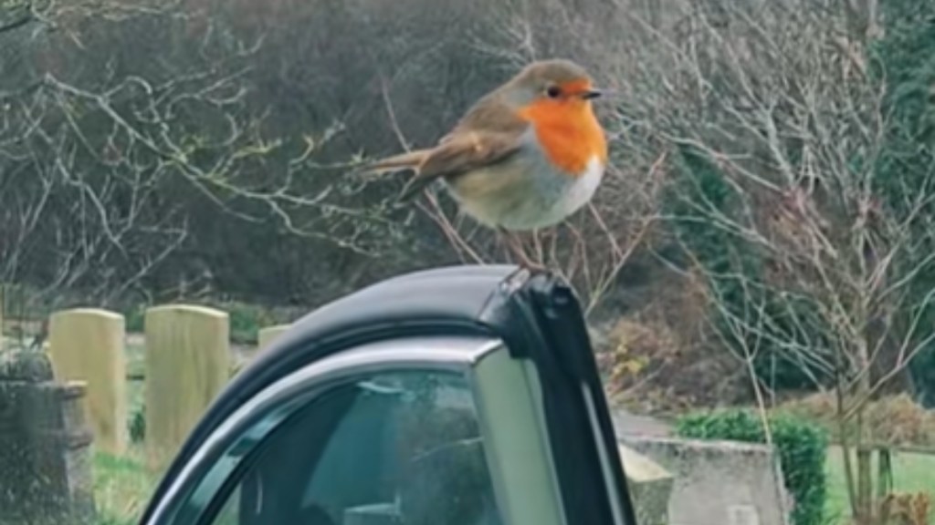 Close up of a robin resting on an open car door. In the distance, a number of headstones can be seen