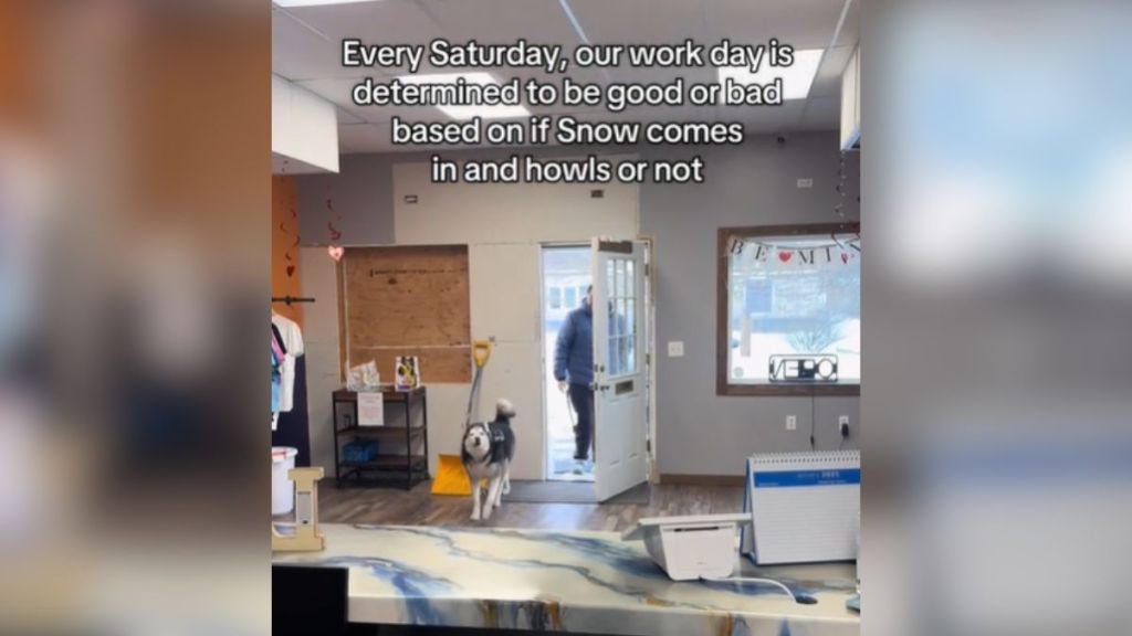 A husky walking into a workplace.