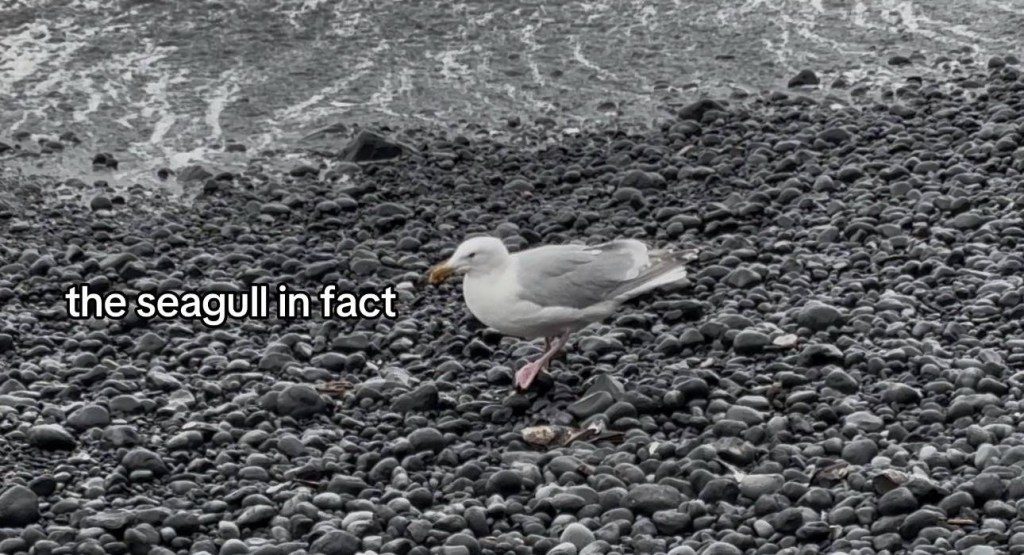A seagull rests on rocks near on the shore. Text on the image reads: the seagull in fact